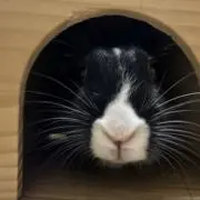 ケンタロウの画像
