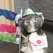 wasaiの画像