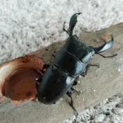 ここ