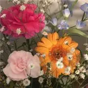 小梅の画像