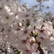 はなの画像