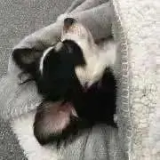 pupupu_@の画像
