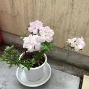 小杉キイテイ