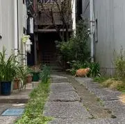 ナポレオンのすね毛