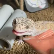 かぶちゃんの画像