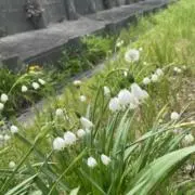 知美の画像