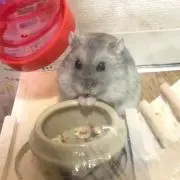 たんこぶ