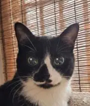N t G ('ω')の画像