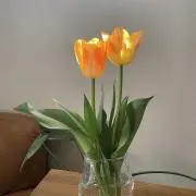 Chicaの画像