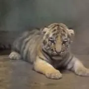 まささ