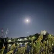 おもちの画像