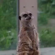 ミーア