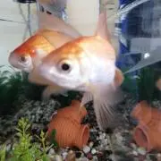 みお