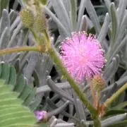 青い舟の画像