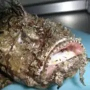 ダンゴムシ