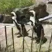 ペンペン⭐︎無言購入OK⭐︎即日発送⭐︎