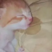 ウニョク SS9 ROAD SHOW SUPERJUNIOR トレカ ラキドロ - メルカリ