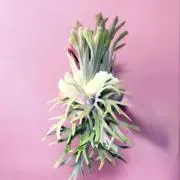 ふ*み様 P. hillii 'Dragon Scale' ②子株ビカクシダ超希 - メルカリ