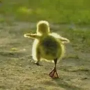 ぴよこの画像