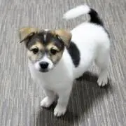 yoshi