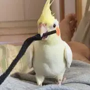 ホフマンの画像