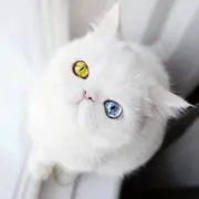 ✰Diva✰︎の画像