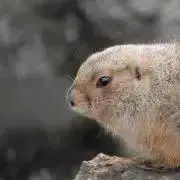まめきち【購入前プロフ要確認】の画像