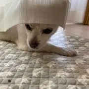 みにた