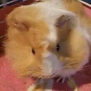 【即購入OK】しゅう