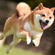 わおんの画像