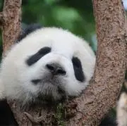 メイ