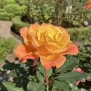 取り置きしませんの画像