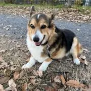 ピポの画像