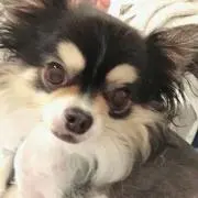 schocoさんの画像