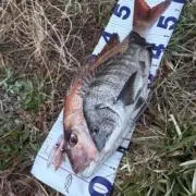 クニくん