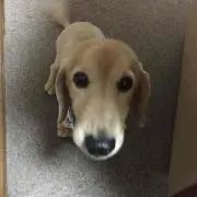 ヘコ