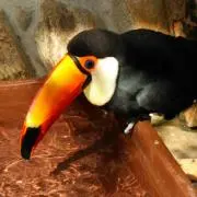 こくまろの画像