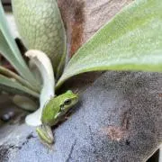 green tree frogの画像
