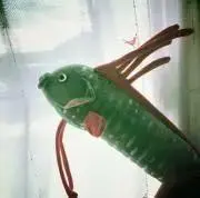 リュウグウノツカイの画像