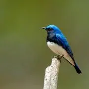 くが　※ご購入前にプロフご参照ください。