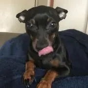 コテツ