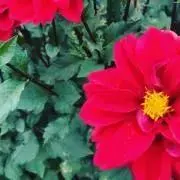 m.mの画像