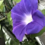 k ※7月お取引不可の画像