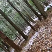 ⛄️