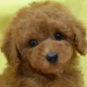 ゆう