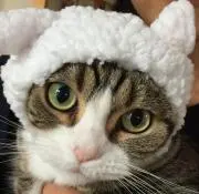 にくきゅ〜の画像
