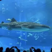 しがないバイカーの画像