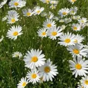 ❤️10％OFFセール❤️chiimam