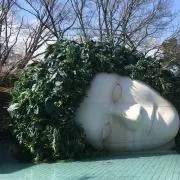 ツルマの画像