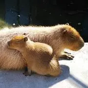 きたぽんの画像
